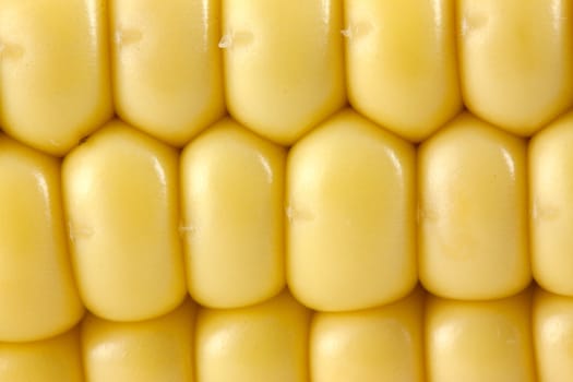 Yellow corn background