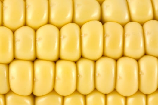 Yellow corn background