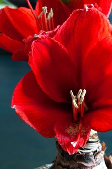 Close up of a red amaryllis on dark background
