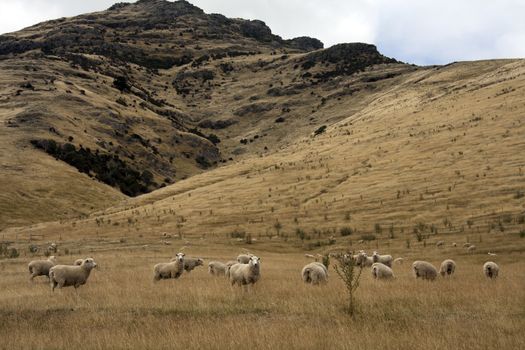 Sheep grazing, South Island, New Zealand
