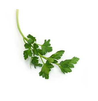 Bunch of Fresh green parsley isolated on white background 