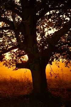 Beautiful sunset with tree in front