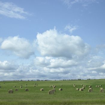 Bales of hay in a field