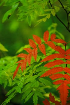 red leaves of bush on a background greenery of city park