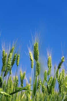 field of a green wheat before harvesting on a background clear blue sky