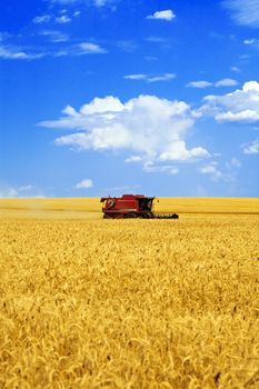 harvester in the field of gold wheat against the blue sky