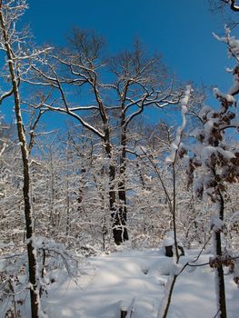 Deciduous forest in winter covered by snow with deep blue sky