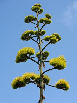 Inflorescence, flowers of an agave seen from below with blue background
