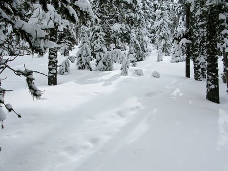 forest in winter covered by snow with shadows and sunshine