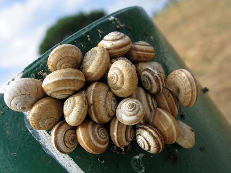 snails from the family helicidae resting on a green stake