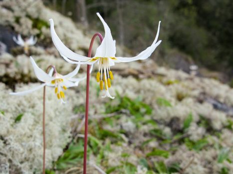 Erythronium, fawn-lily, trout-lily, dog's-tooth violet, adder's-tongue on forest floor