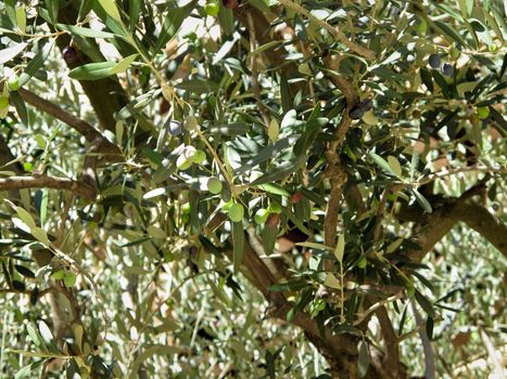 green and black olives on a olive tree, Olea europaea