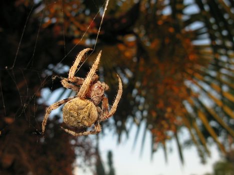 a big spider in its net below a palm tree in spain