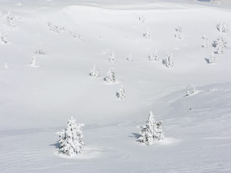 trees in winter covered by snow in white landscape