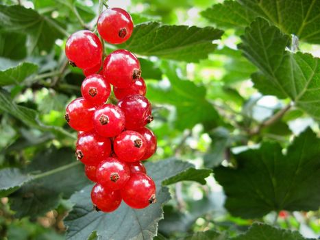 fruits of cultivated red currant, Ribes rubrum, from a organic farm