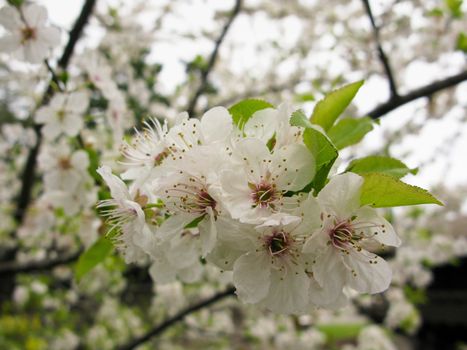closeup of white cherry flowers in spring, Prunus