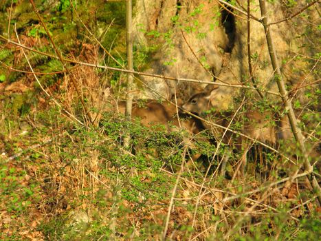 white tailed deer, odocoileus virginianus, in background, focus on leaves in foreground