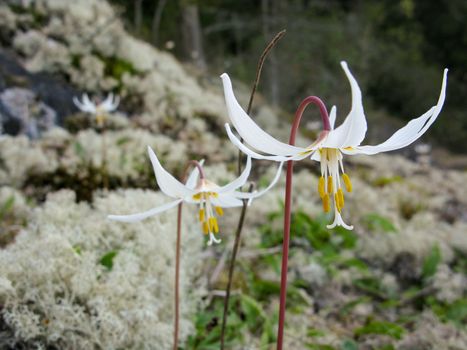 Erythronium, fawn-lily, trout-lily, dog's-tooth violet, adder's-tongue on forest floor