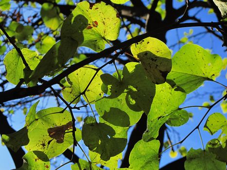 leaves of Cercis siliquastrum, judas tree, in backlight