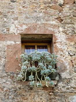 Small window in a old wall with plants in front of it