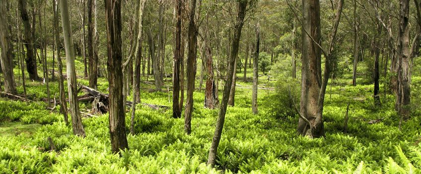 green fern leaves in the underwood of an eucalyptus forest