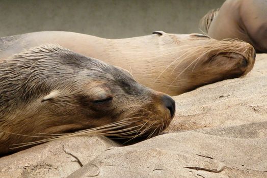 australian sea lion or seal sleeping on rocks