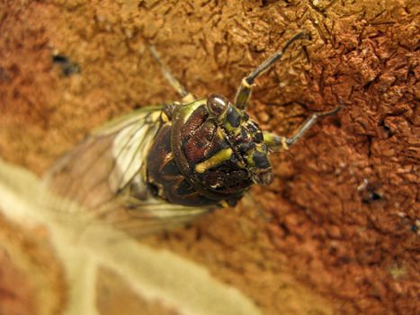 brown cicada sitting on a wall in australia