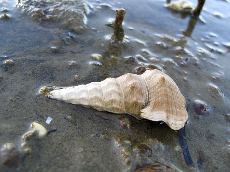 sea shell of a snail in its natural place on a mud flat