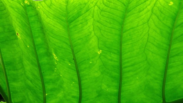 background of a green leaf structure in backlight