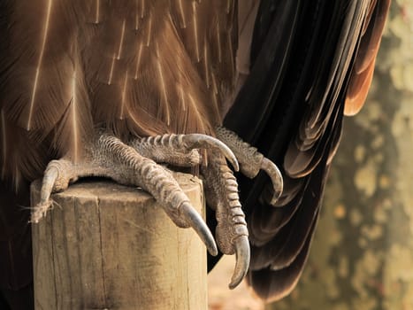 claws of a vulture in detail, talon of a bird of prey