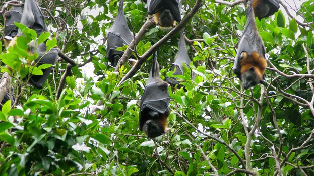 grey headed flying fox, Pteropus poliocephalus, sleeping in a tree in australia