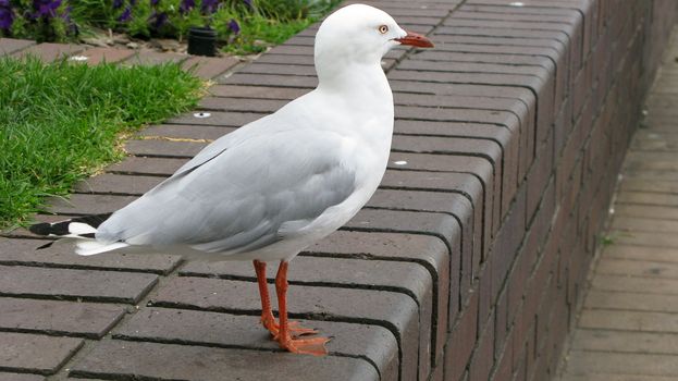 Silver Gull, Chroicocephalus novaehollandiae, standing on a wall in sydney, australia