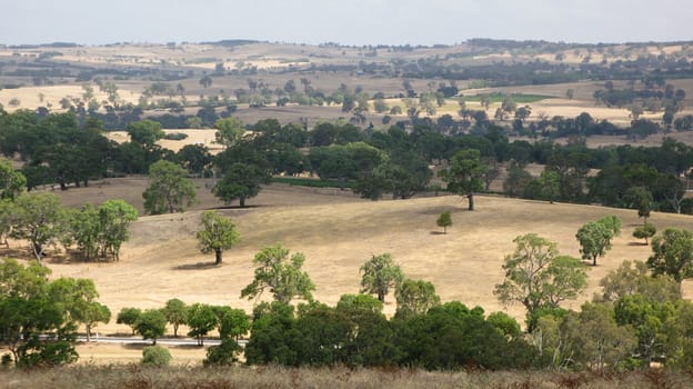 panorama of landscape in south australia with yellow grass and green trees