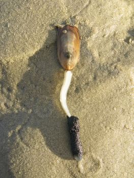 the brachiopod lingula anatina on sand in australia