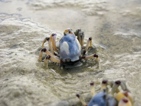 Mictyris longicarpus, soldier crab on a beach in australia