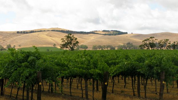 vine yard in barossa valley, australia, with cloudy sky and hills in background