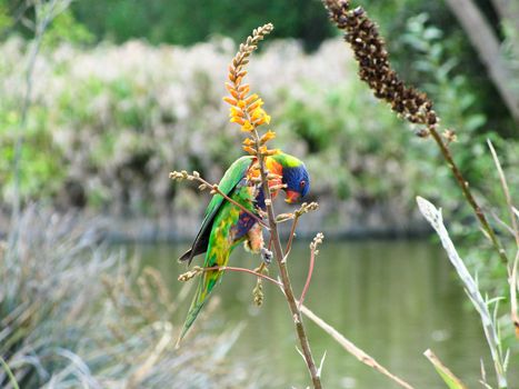 australian rainbow lorikeet, Trichoglossus haematodus, feeding on seeds