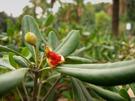 red fruits of a rhododendron in autumn, fall