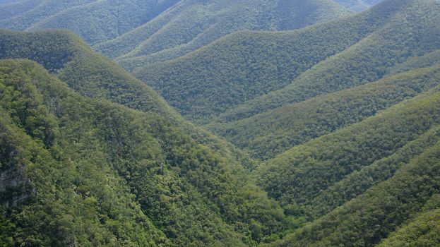 forest on mountains in new south wales, australia