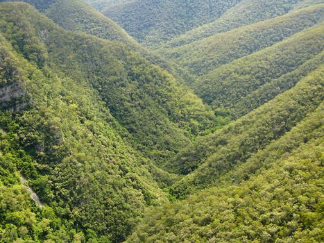 forest on mountains in new south wales, australia