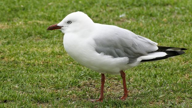 Silver Gull, Chroicocephalus novaehollandiae, standing on a wall in sydney, australia