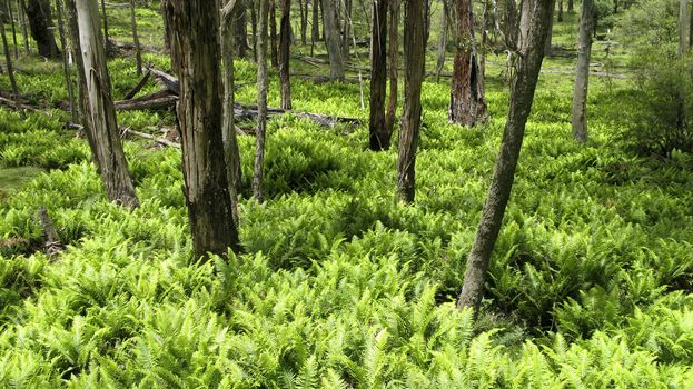 green fern leaves in the underwood of an eucalyptus forest