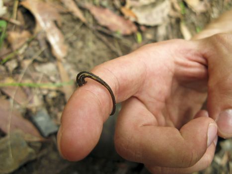 austalian leech on human skin on a finger 