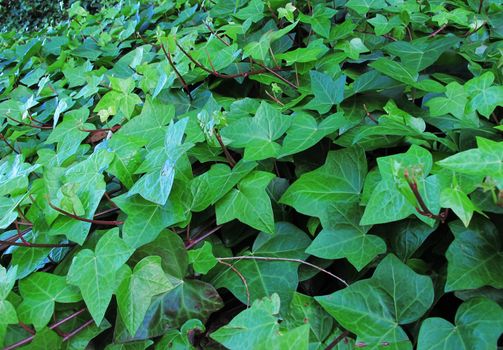 Common Ivy, Hedera helix leaves as background texture