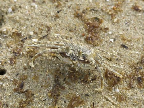 ghost crab, ocypode, on a beach in australia