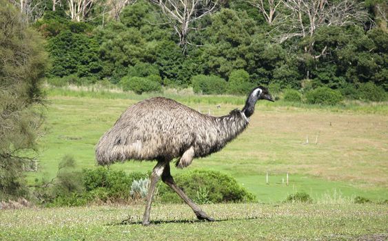 Emu, Dromaius novaehollandiae, in its natural habitat in Australia