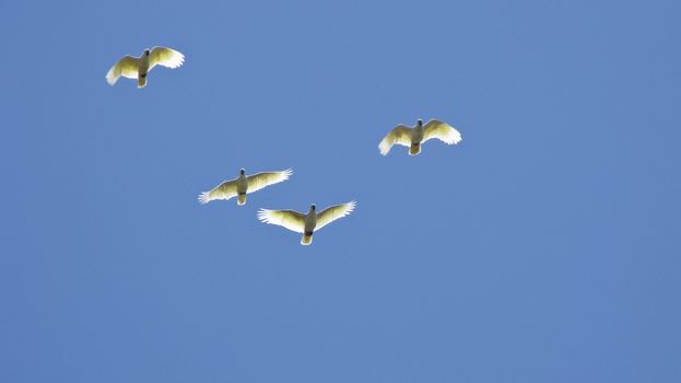 white cockatoos flying in a blue sky with sun in backlight