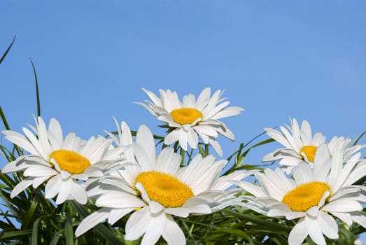 White camomile over green grass under the blue sky