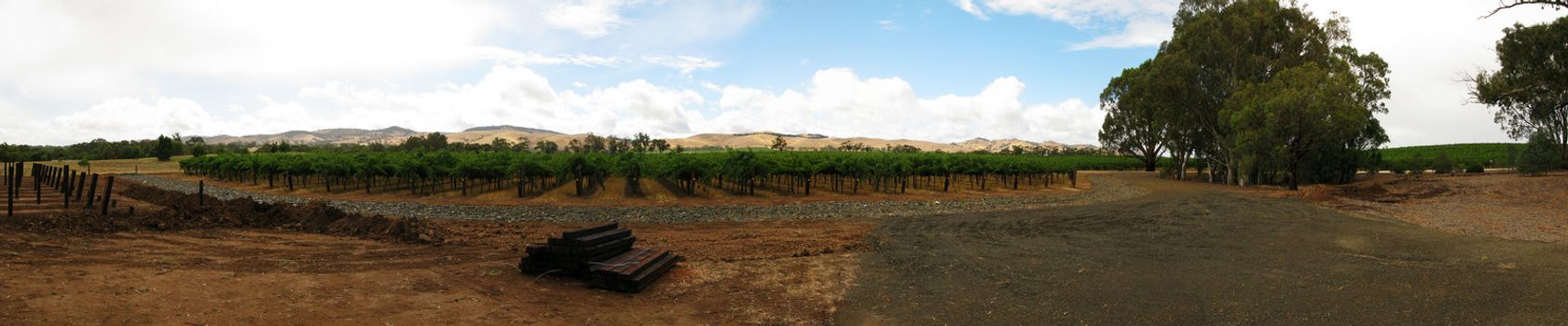 panorama of a vine yard in barossa valley, australia