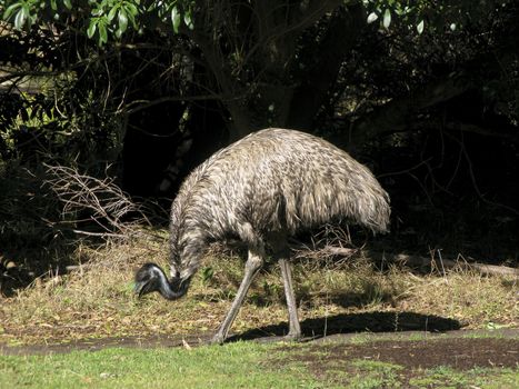 Emu, Dromaius novaehollandiae, in its natural habitat in Australia